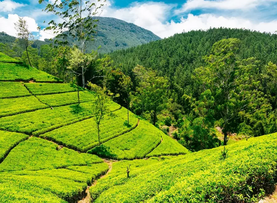 1333687-nuwara-eliya-tea-estate